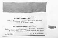 Image of Bryoria lanestris